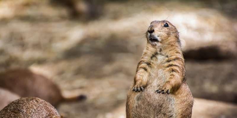 Wildlife Control in Asheboro, North Carolina