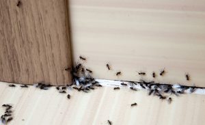 Preventative Ant Control: Tips for Keeping Ants Away Long-term