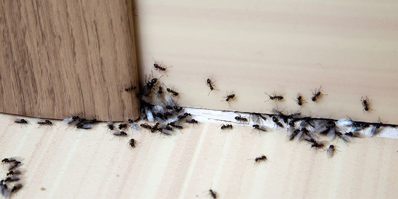 Preventative Ant Control: Tips for Keeping Ants Away Long-term