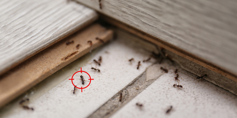 The Importance of Pest Control for Your Home