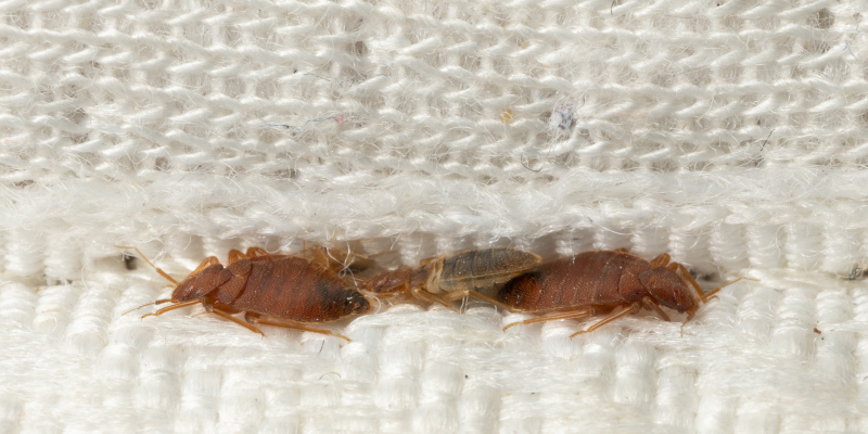 The Health Hazards of Bed Bugs: Why Swift and Professional Bed Bug Control is Vital