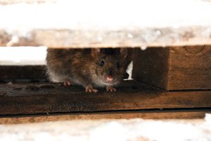 Why Prevention is Essential for Ongoing Rodent Control