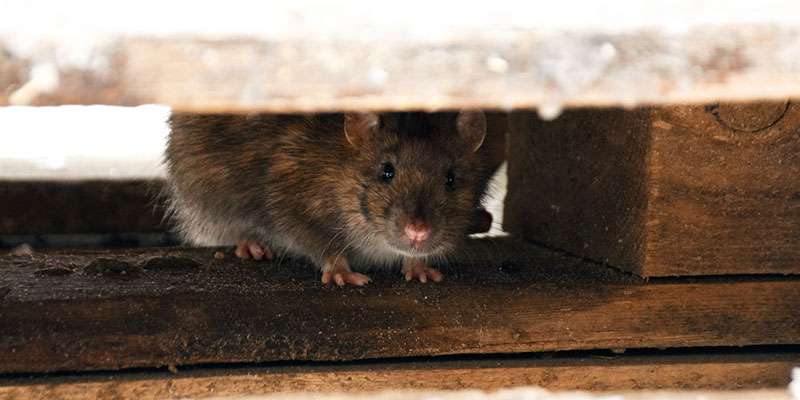 Why Prevention is Essential for Ongoing Rodent Control 
