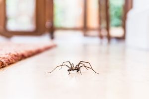 How Are Pest Control and Spider Control Related?