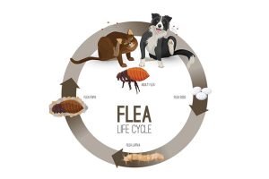Flea Control Starts With Understanding the Flea Life Cycle