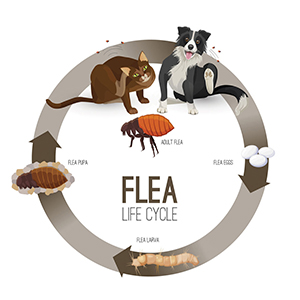 Flea Control Starts With Understanding the Flea Life Cycle
