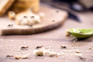 The Homeowner’s Checklist for Effective Ant Control