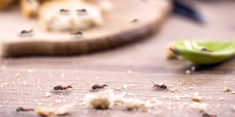 The Homeowner’s Checklist for Effective Ant Control