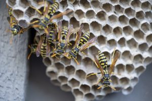 Is Professional Wasp Control the Best Option? Here’s Our Take