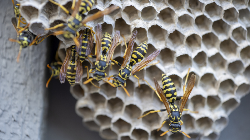 Is Professional Wasp Control the Best Option? Here’s Our Take