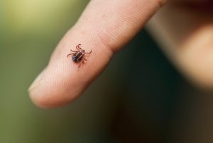Key Reasons to Prioritize Tick Control Methods