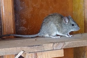 Why Swift Rodent Control Methods Matter
