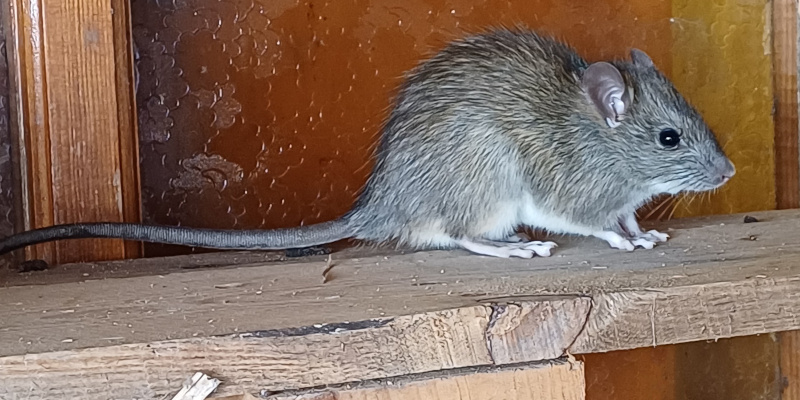 Why Swift Rodent Control Methods Matter