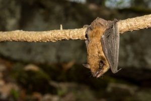 When Is Bat Removal Allowed?