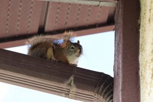 What to Do When You Need Wildlife Control