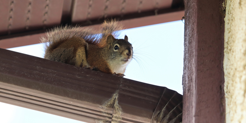 What to Do When You Need Wildlife Control