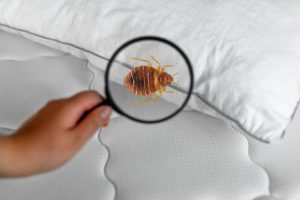 Everything You Need to Know About Bed Bug Control