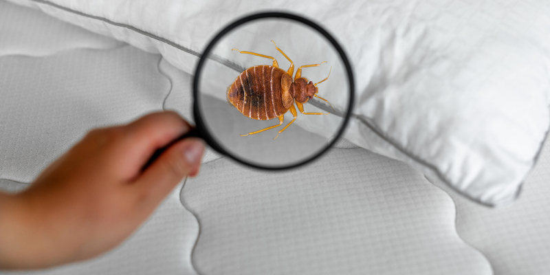 Everything You Need to Know About Bed Bug Control