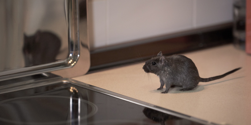 Extermination Services: It’s More Than Bug Squashing