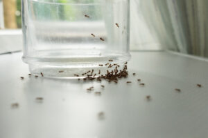 Why Ant Control Isn’t Just About Getting Rid of the Ants You See