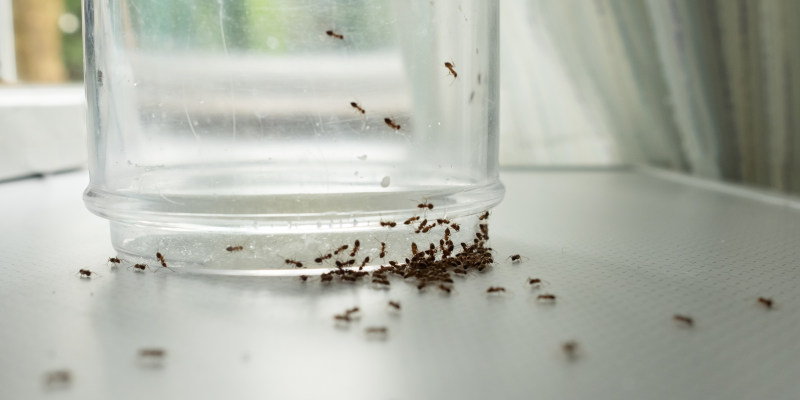 Why Ant Control Isn’t Just About Getting Rid of the Ants You See