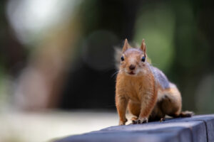 Squirrel Removal Before Breeding Season Matters