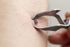 Tick Control Should Start Before Tick Season Peaks