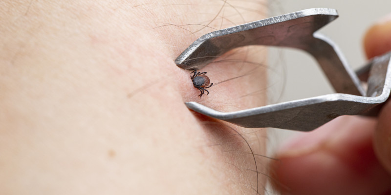 Tick Control Should Start Before Tick Season Peaks