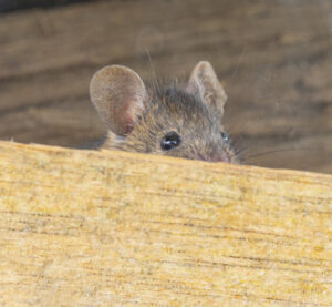 Why Working with Local Exterminators Gives You the Upper Hand