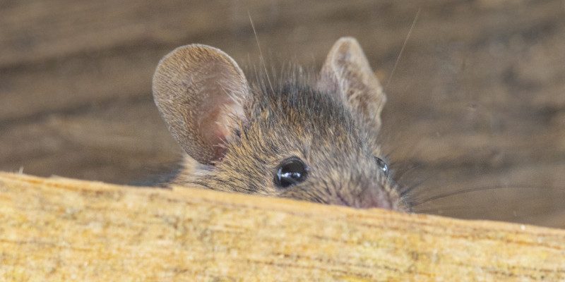 Why Working with Local Exterminators Gives You the Upper Hand