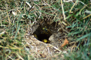Yellow Jacket Control Gets More Critical as Temperatures Rise