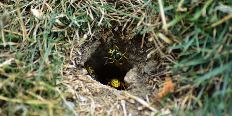 Yellow Jacket Control Gets More Critical as Temperatures Rise